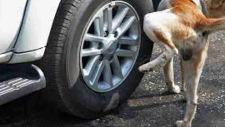 Why do dogs urinate on poles or car tires?