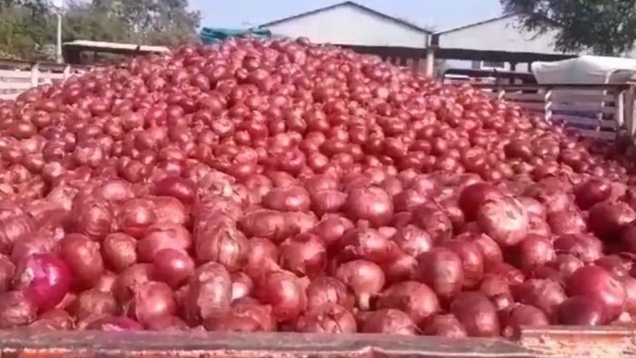 Onion Export|